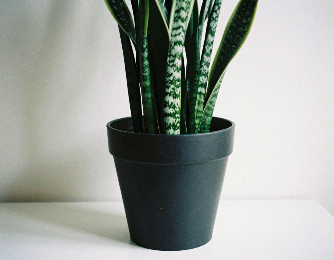 Snake Plant in modern pot